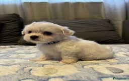 Maltese dogs for sale: Maltese puppies - Image 3