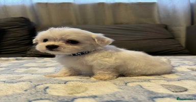 Maltese dogs - Advert 2