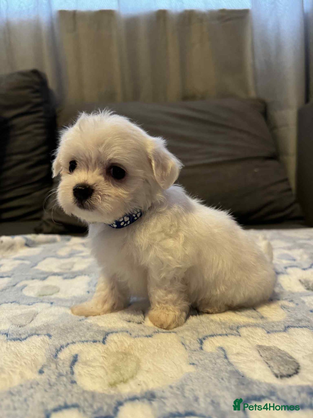 Maltese dogs for sale: Maltese puppies - Image 3