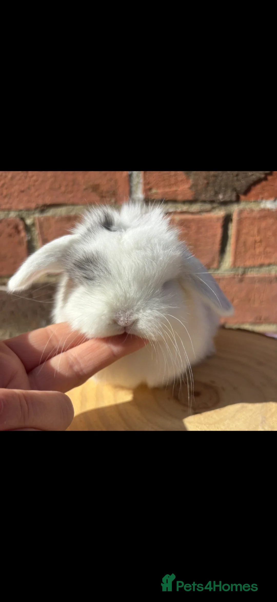 Mini Lop rabbits for sale: Pure bred pedigreed Mini lops  - Advert 7