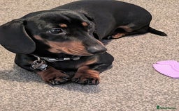 Miniature Dachshund dogs for stud: STUD - KC REG Mini Dachshund -PROVEN - Image 16