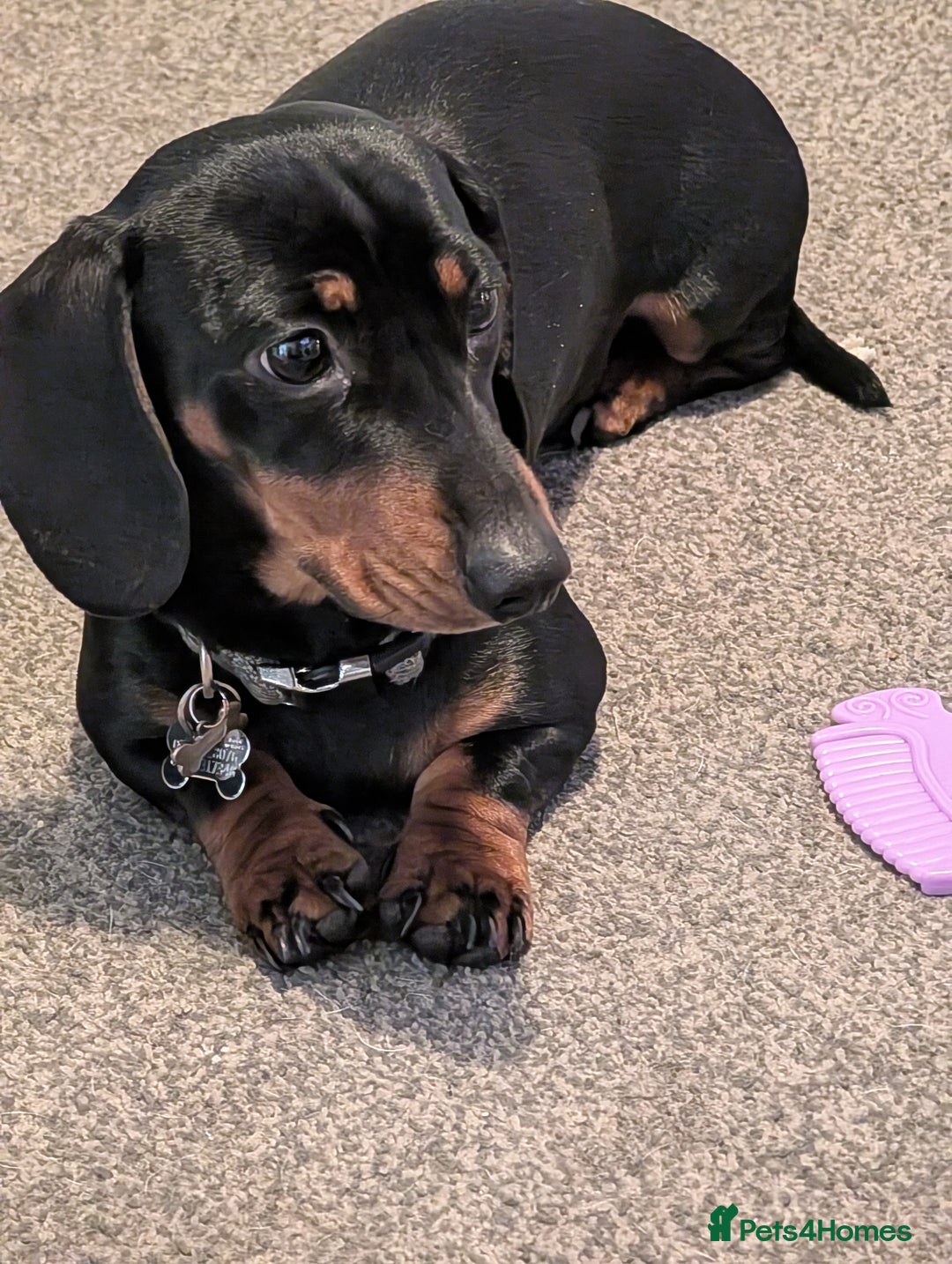 Miniature Dachshund dogs for stud: STUD - KC REG Mini Dachshund -PROVEN - Image 16