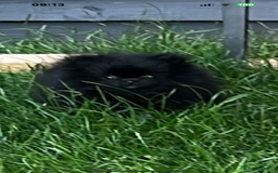 Pomeranian dogs for sale: Male Pomeranian puppy  in Corsham - Image 8