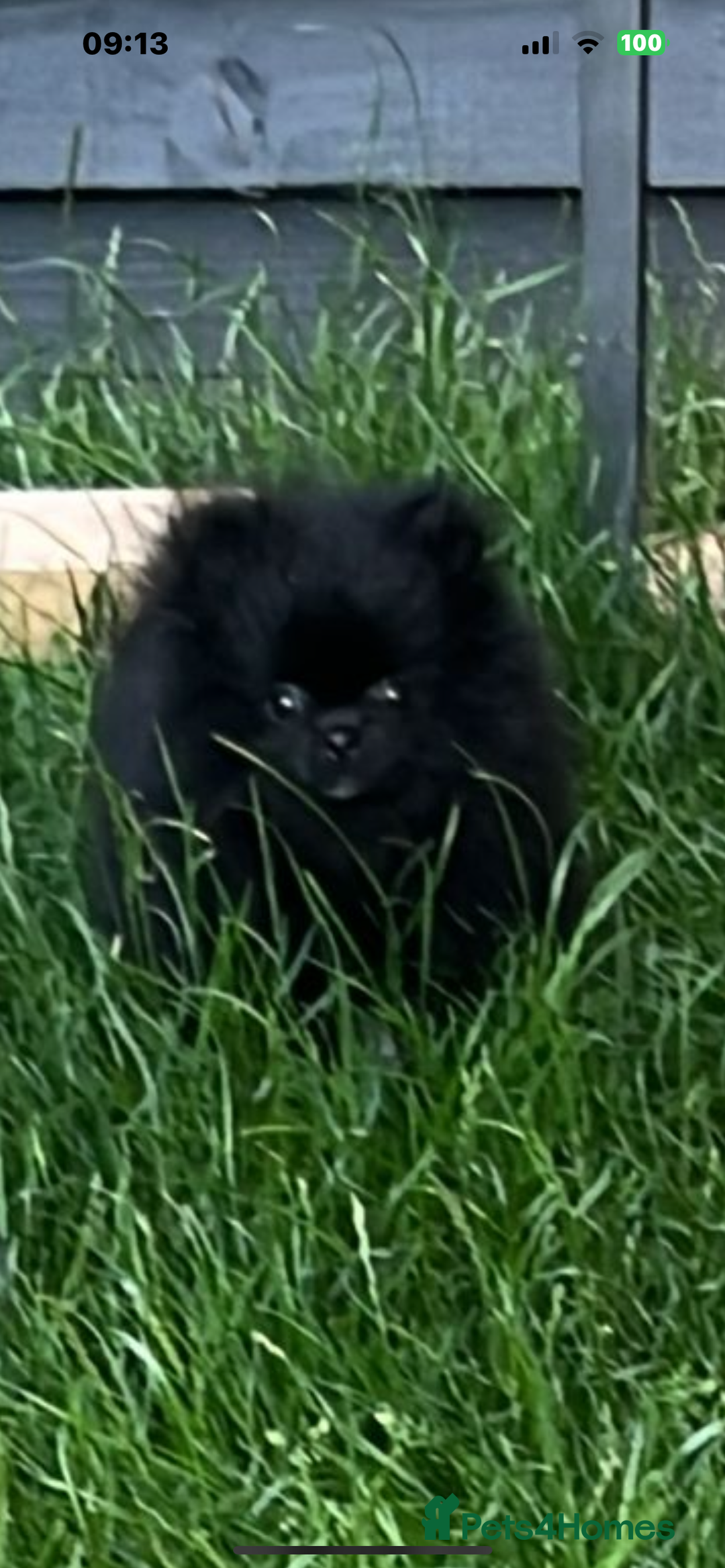 Pomeranian dogs for sale: Male Pomeranian puppy  in Corsham - Image 8