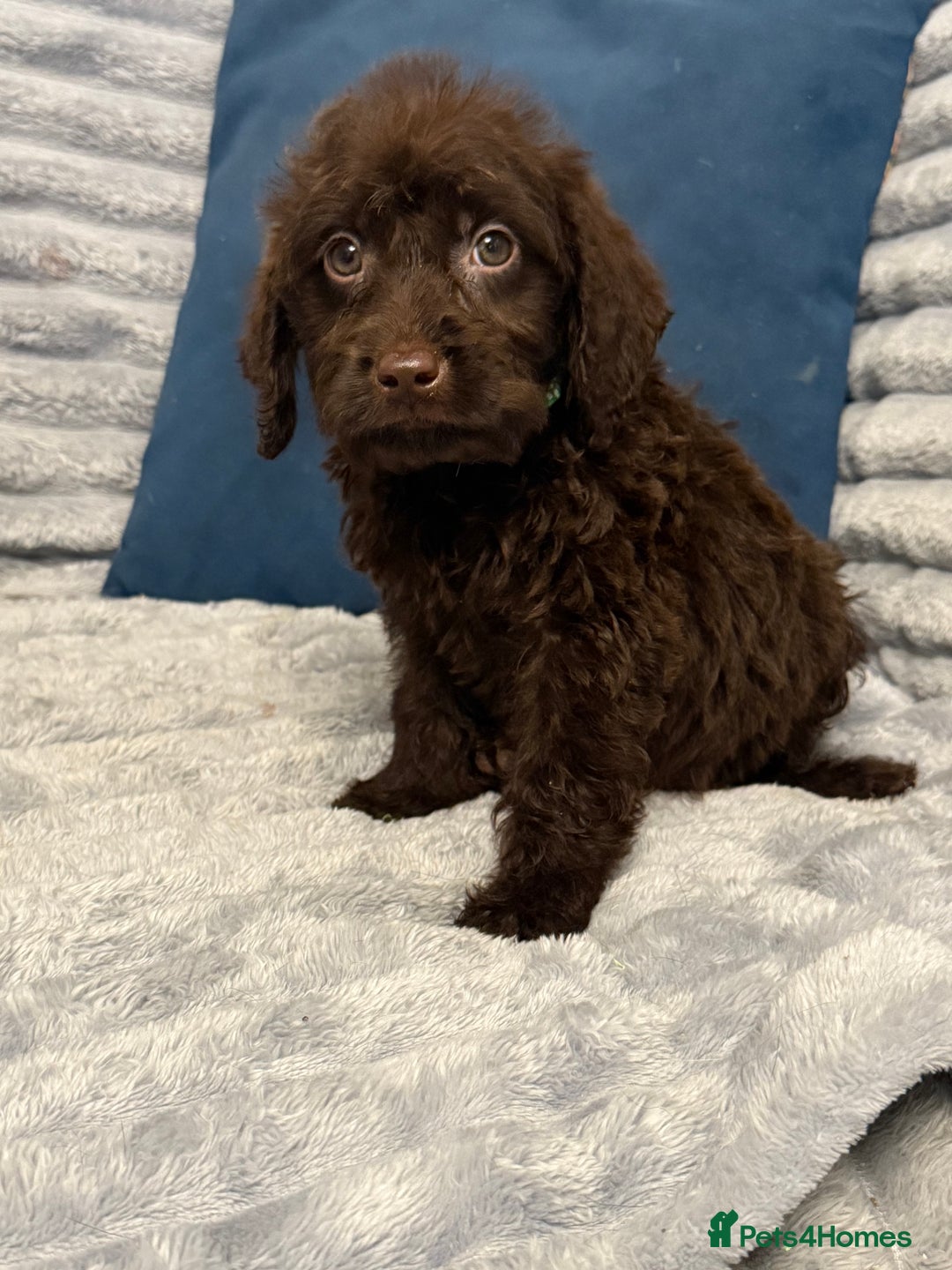 Labradoodle dogs for sale: F1 labradoodle pups  - Advert 8