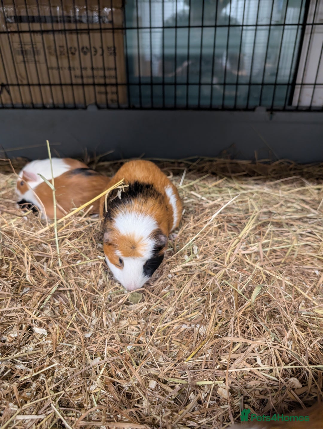 Guinea Pig rodents for sale: Guinea pig pair girls  - Advert 4