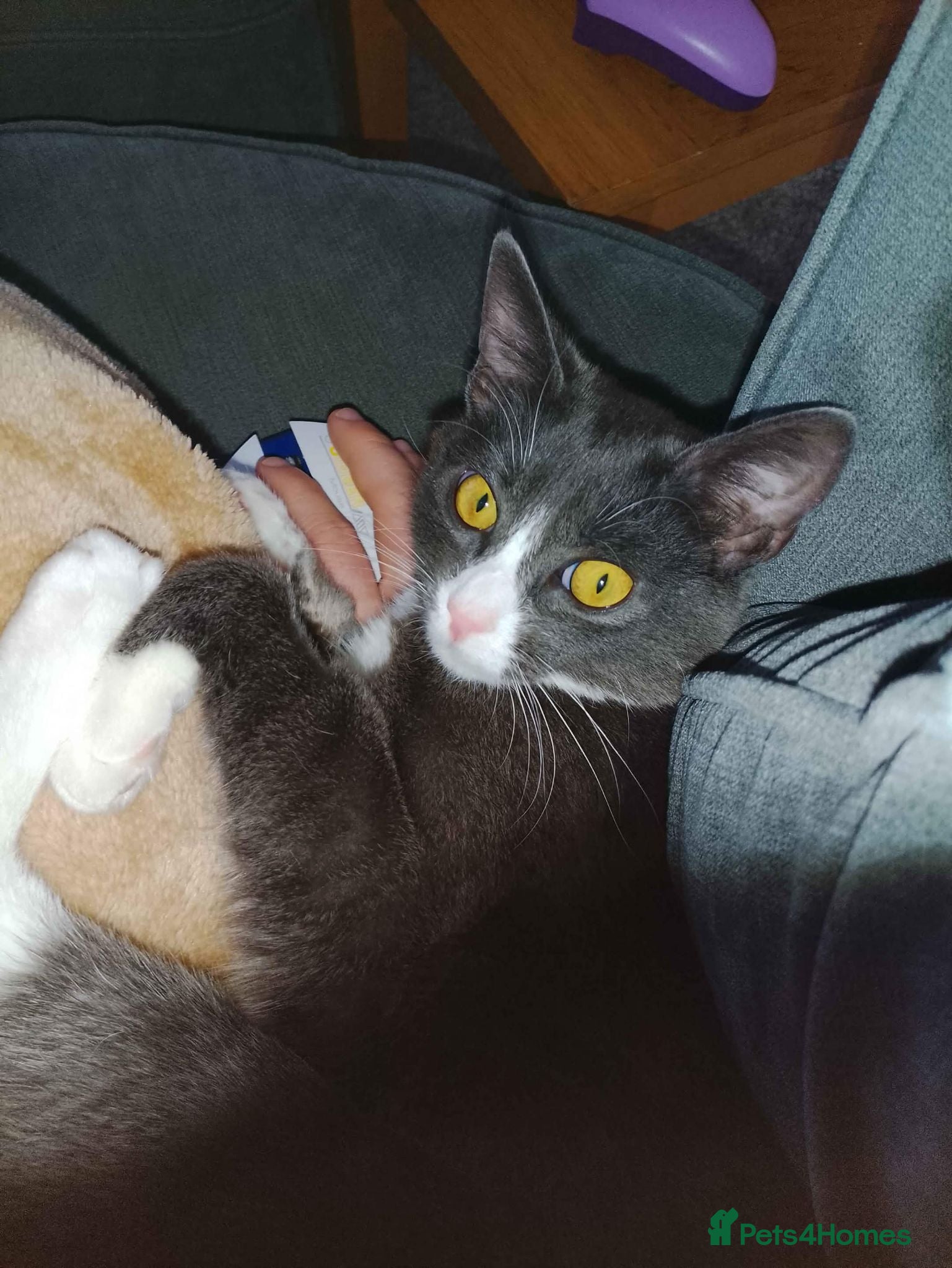 Mixed Breed cats Playful 7 Month Old Looking For New Home - Advert 1