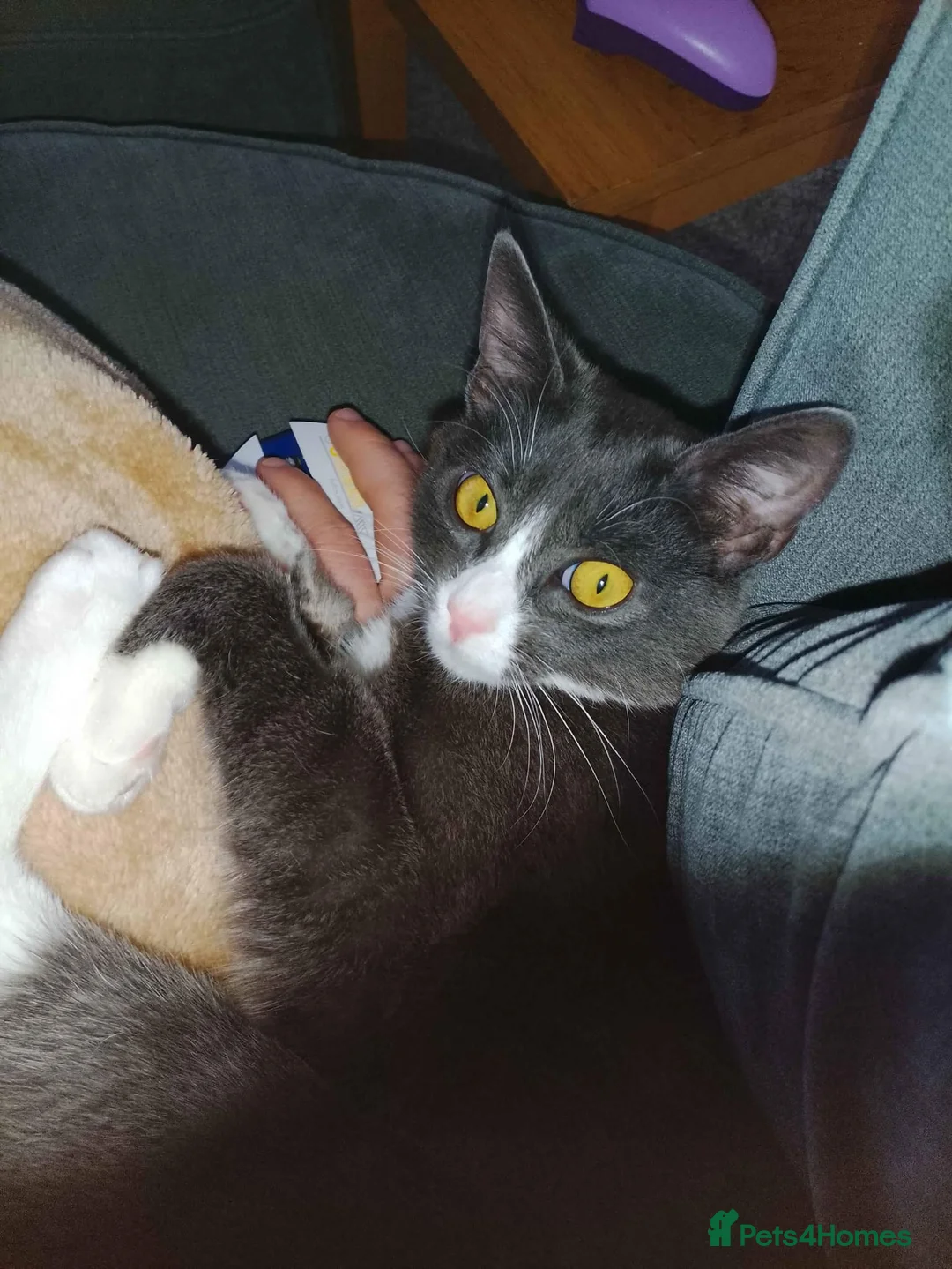 Mixed Breed cats for sale: Playful 7 Month Old Looking For New Home in Glasgow - Advert 1