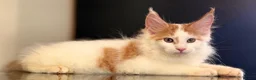 Maine Coon cats for sale: Beautiful maine coon kittens - Advert 28