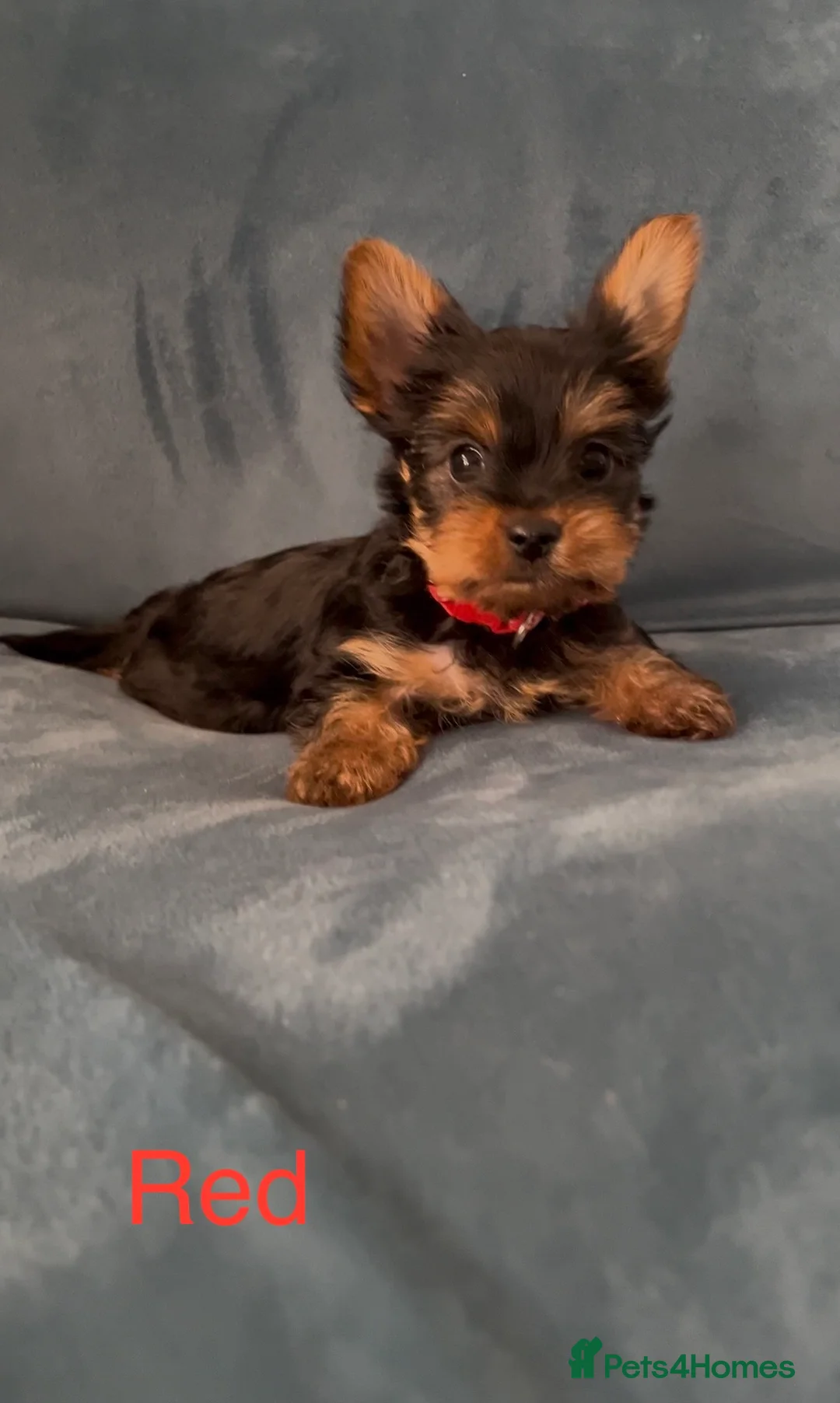 Yorkshire Terrier dogs for sale: READY NOW !! MINI YORKSHIRE TERRIERS FOR SALE - Advert 2