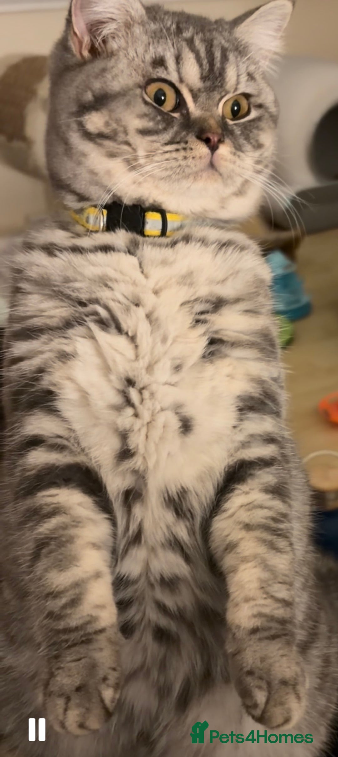 British Shorthair cats for sale: 3 Kittens•Full Pedigree•Champions bloodline•GCCF - Advert 24