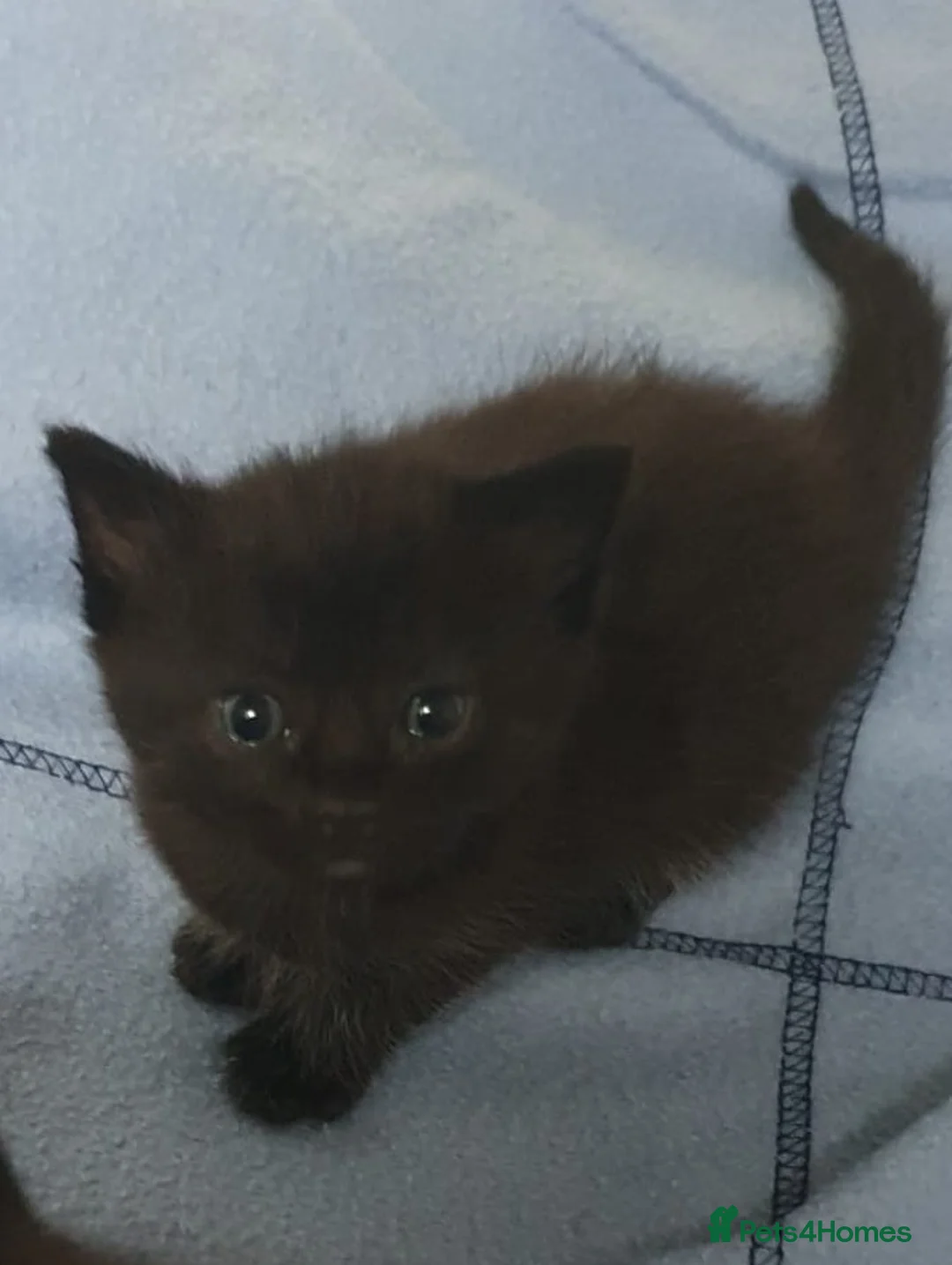 Mixed Breed cats for sale: Five adorable and playful kittens - Advert 2