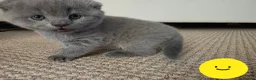 Scottish Fold cats for sale: Blue Scottish fold  in Harlow - Advert 5