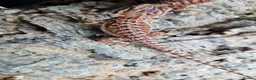 Bearded Dragon reptiles for sale: Bearded dragon baby's for sale  - Advert 2