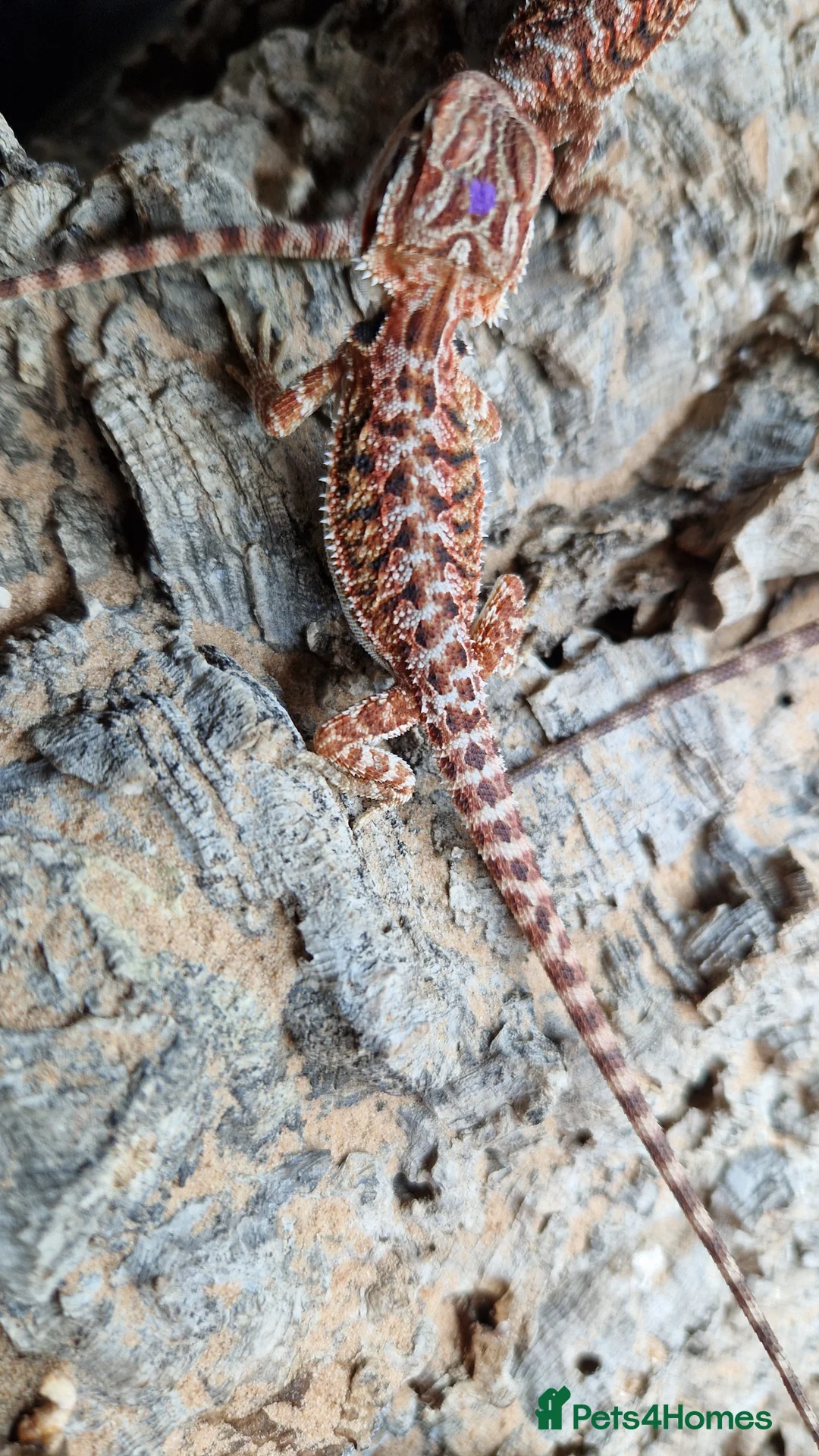 Bearded Dragon reptiles for sale: Bearded dragon baby's for sale  - Advert 2