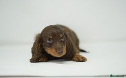 Dachshund dogs for sale: Long haired miniature dachshunds  - Image 6