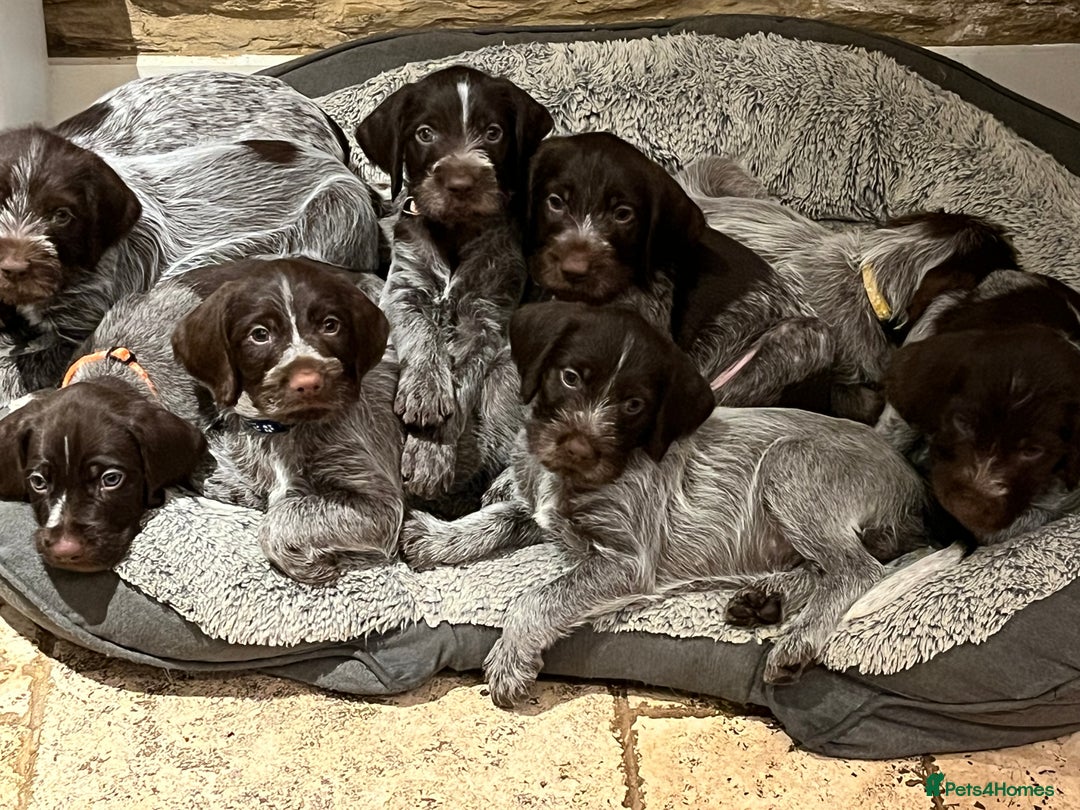 German Wirehaired Pointer dogs for sale: German Wirehaired Pointer pups - ready soon! - Advert 1