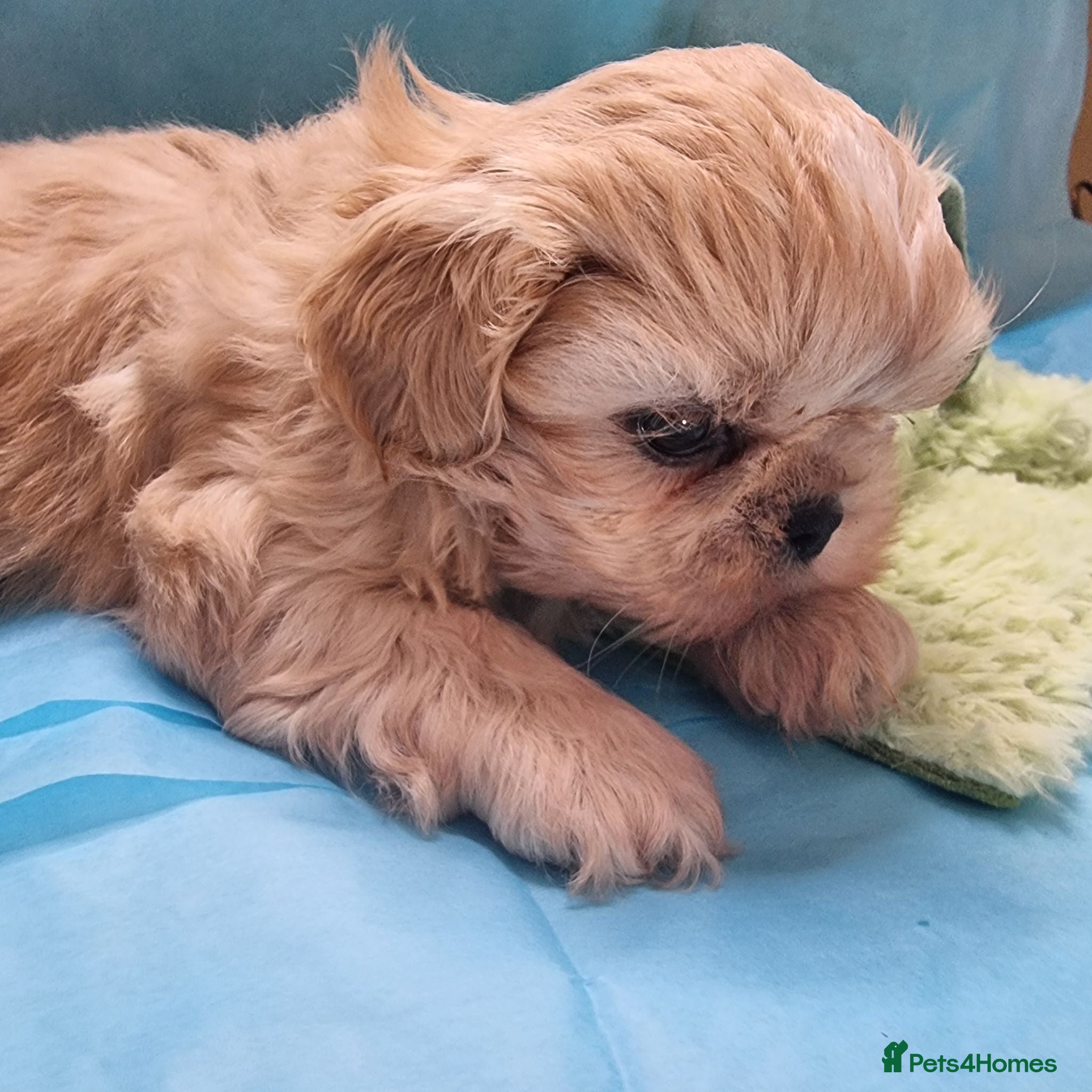 Shih Tzu dogs Kc reg Stunning small baby boys/girl - Advert 2