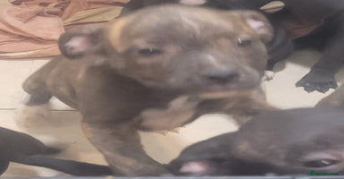 Staffordshire Bull Terrier dogs - Advert 6