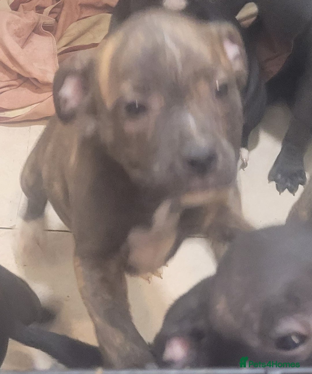 Staffordshire Bull Terrier dogs for sale: Staffy Babies Ready to leave - Image 3
