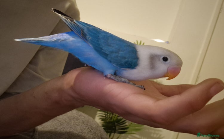 Lovebirds birds - Advert 7