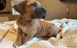 Boerboel dogs for sale: EXCEPTIONAL NABBR REGISTERED PUPPIES!  - Image 26