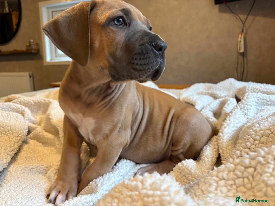 Boerboel dogs for sale: EXCEPTIONAL NABBR REGISTERED PUPPIES!  - Image 26