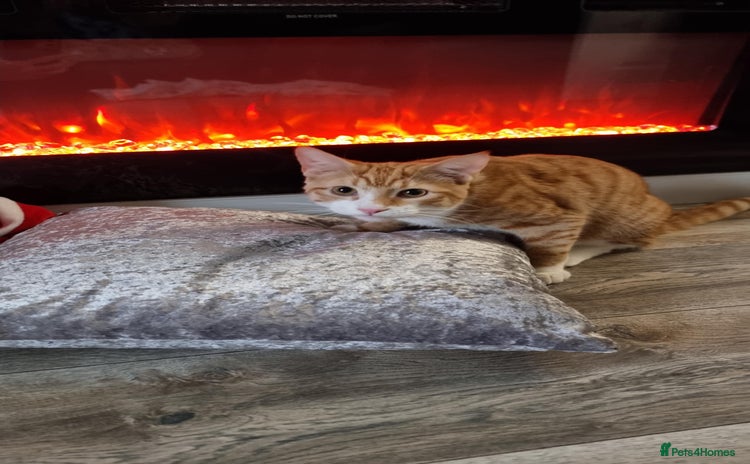 Sphynx cats Sphynx mix - Advert 4