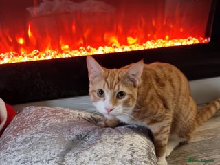 Sphynx cats Sphynx mix - Advert 3