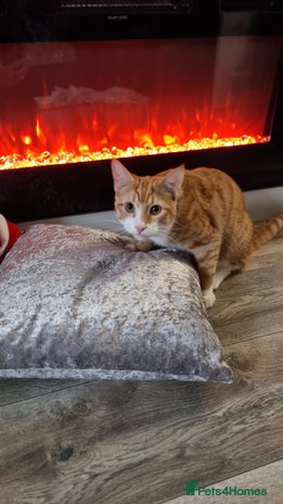 Sphynx cats Sphynx mix - Advert 4