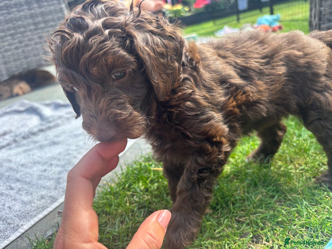 Cockapoo dogs for sale: Cockapoo puppies F1b - Image 16