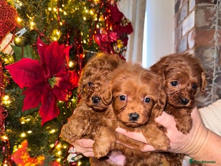Cavapoo dogs PERFECT CAVAPOOS ❤️ - Advert 9