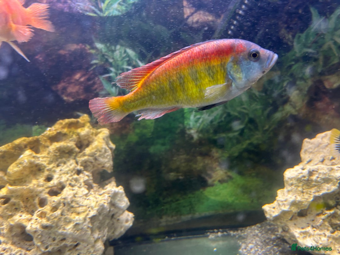 Cichlids fish for sale: Cichlids 6 off  - Image 4