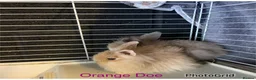 Lionhead rabbits for sale: Harlequin DM Lionhead’s - Advert 2