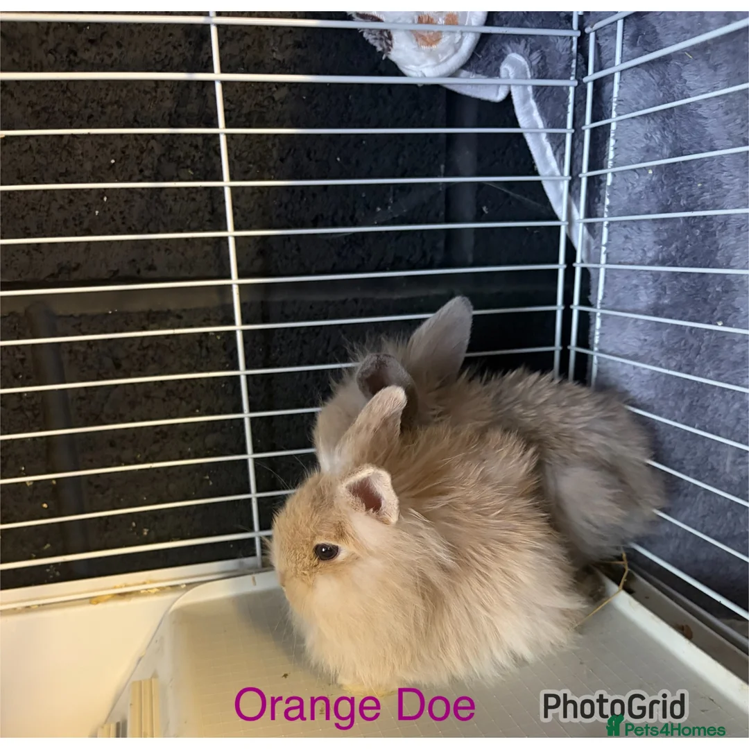 Lionhead rabbits for sale: Harlequin DM Lionhead’s - Advert 2