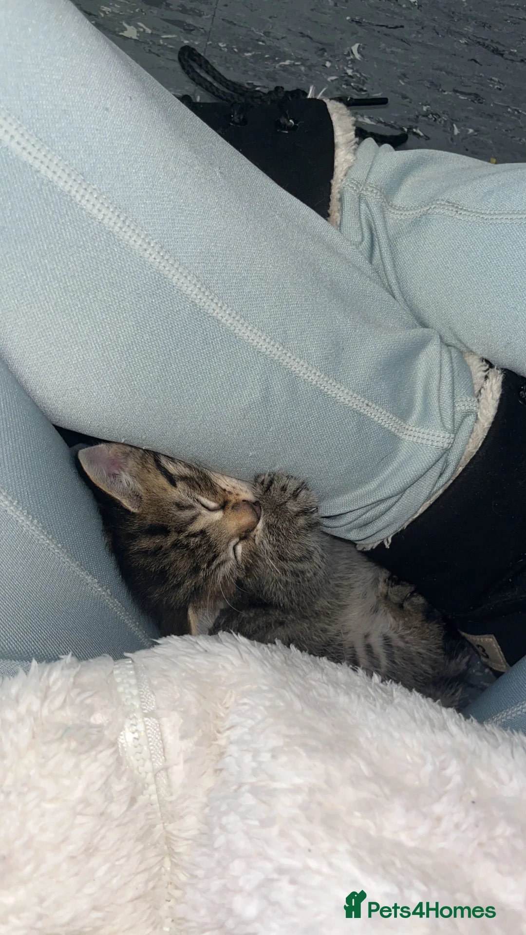 Mixed Breed cats for sale: 4 tabby kittens  in Leeds - Advert 2