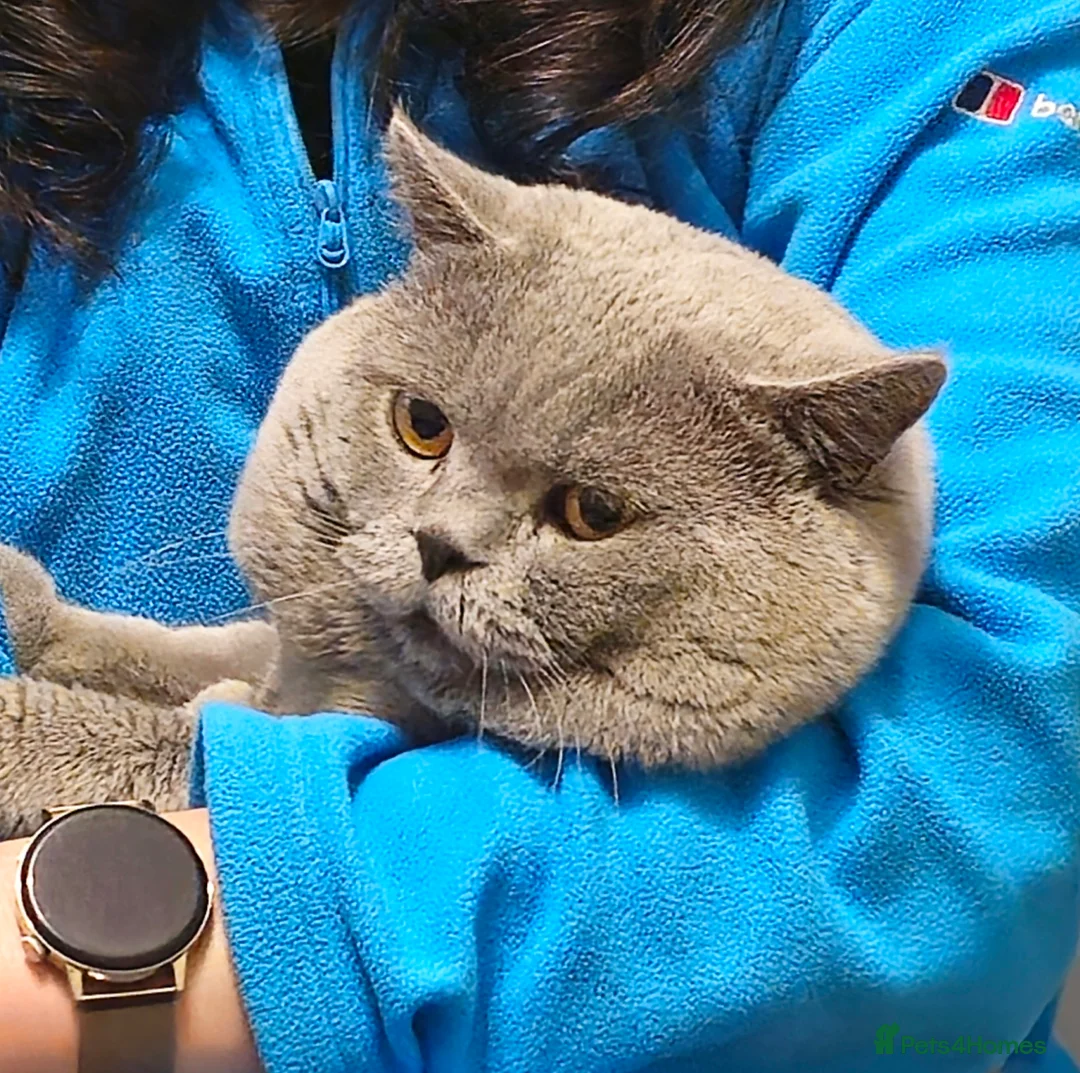 British Shorthair cats for stud: Britishshorthair stud - Advert 20