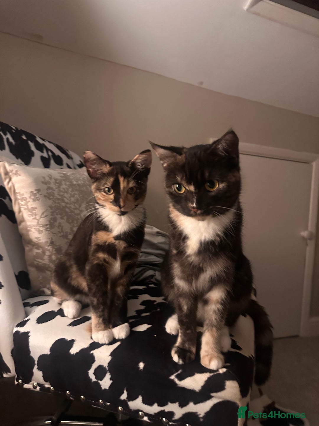 British Shorthair cats for sale: Rehoming my Sweet Baby girl rare Chimera  - Advert 11