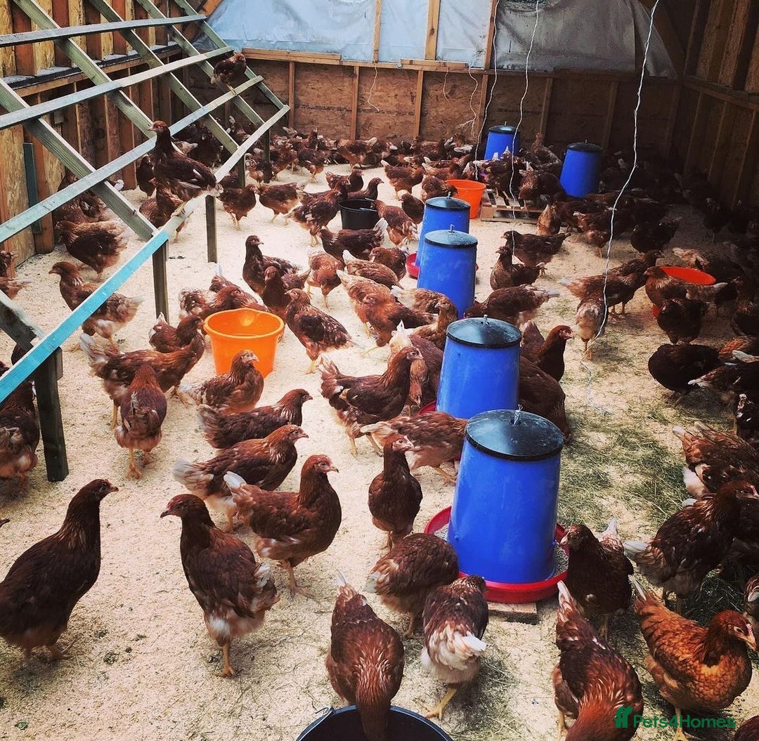 Hens poultry for sale: Hyline Pullets For Sale - Image 1