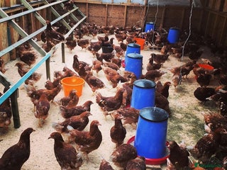 Hens poultry - Advert 3