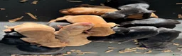 Labrador Retriever dogs for stud: Perfect 0/0 Hips & Elbows Dark Fox Red Labrador ⭐️ - Advert 31