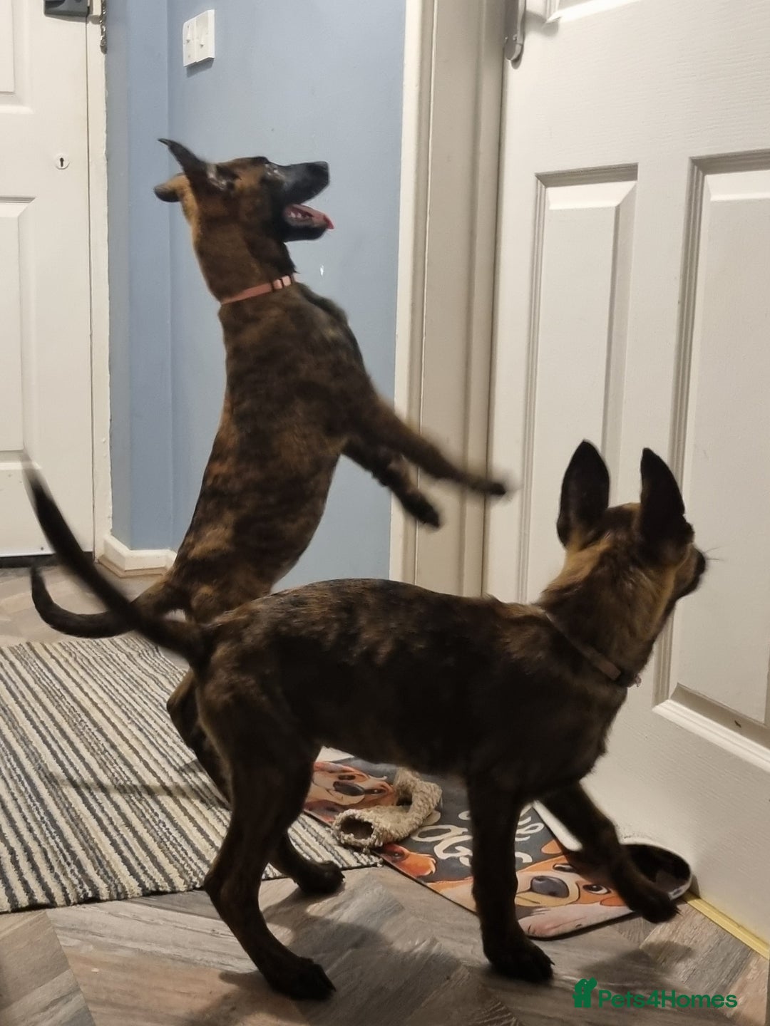 Belgian Shepherd Dog dogs for sale: READY TO GO Mother is Dutch Herder x Malinois  - Advert 37