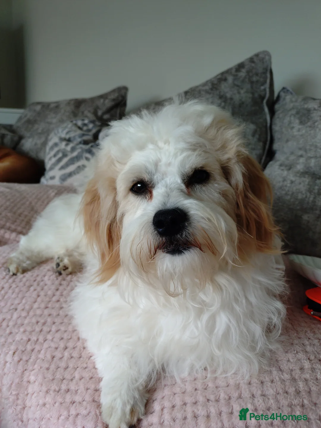 Cavapoochon dogs for sale: Male cavapoochon  - Advert 5