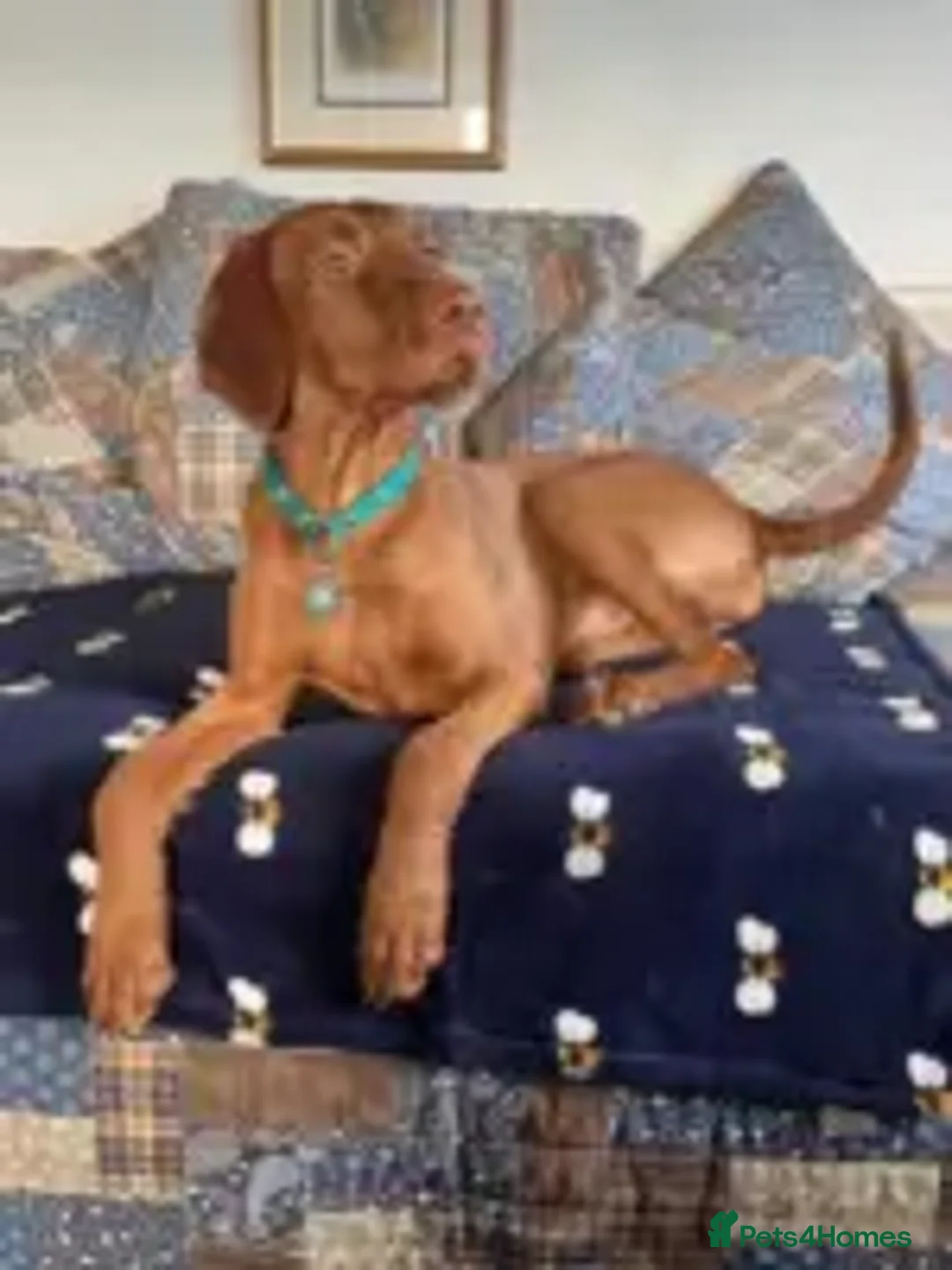 Hungarian Vizsla dogs for sale: Exceptional Kennel Club Registered Litter in Dalry - Advert 2