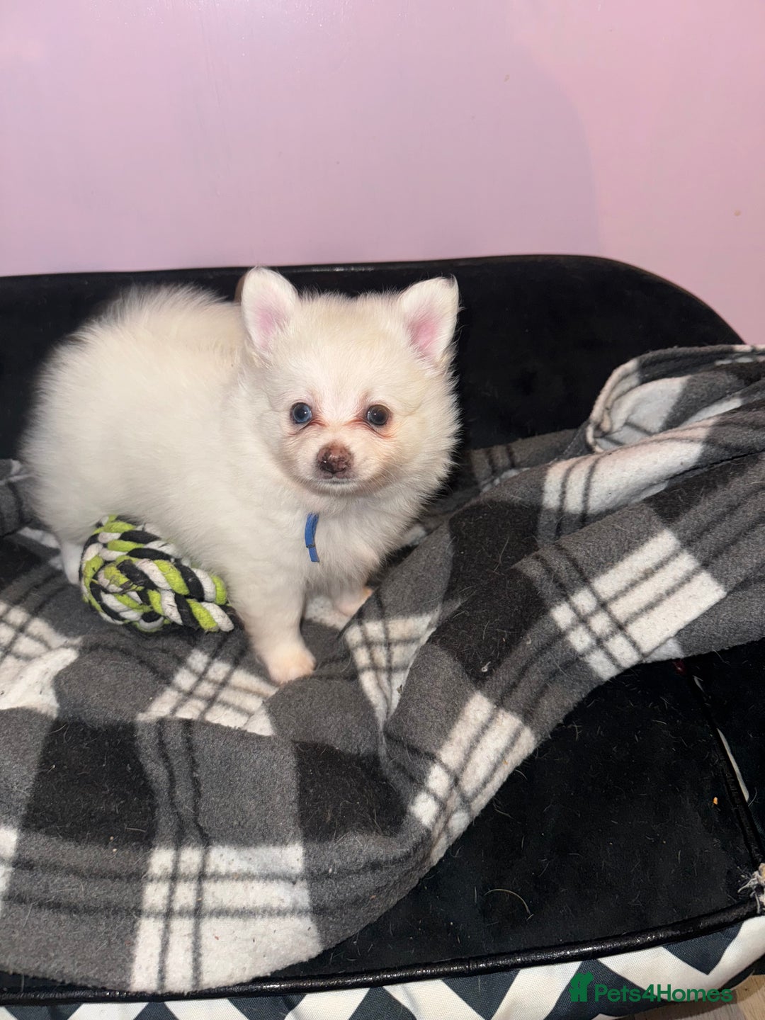 Pomchi dogs for sale: Beautiful Fluffy Pomchis - Image 34