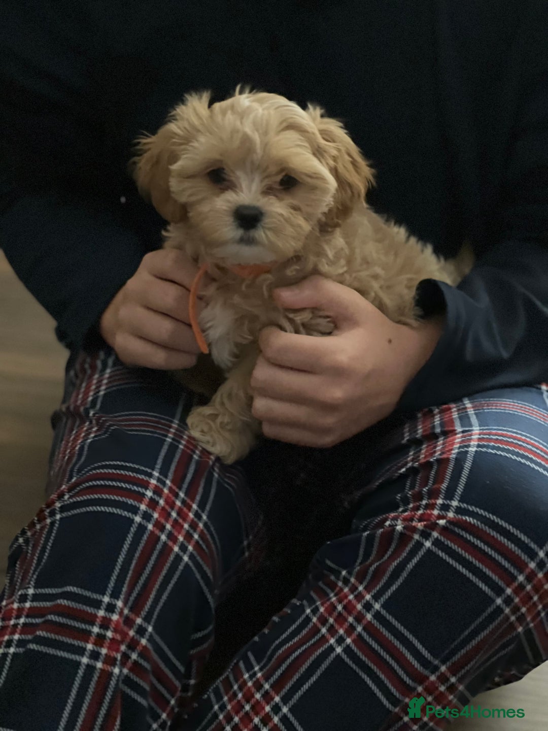 Shihpoo dogs for sale: Shihpoos girls available - Advert 10