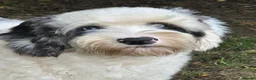 Sheepadoodle dogs for stud: Unique midi sheepadoodle hybrid stud - Advert 29