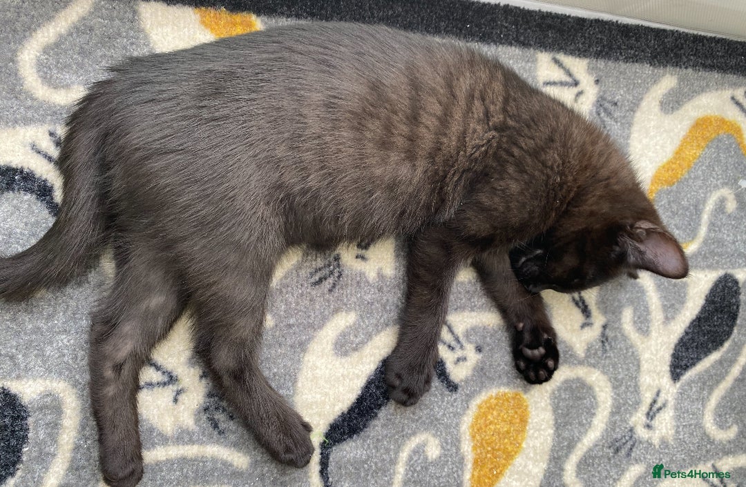 Siamese cats for sale: Lynx Point Siamese x bengal  - Image 2