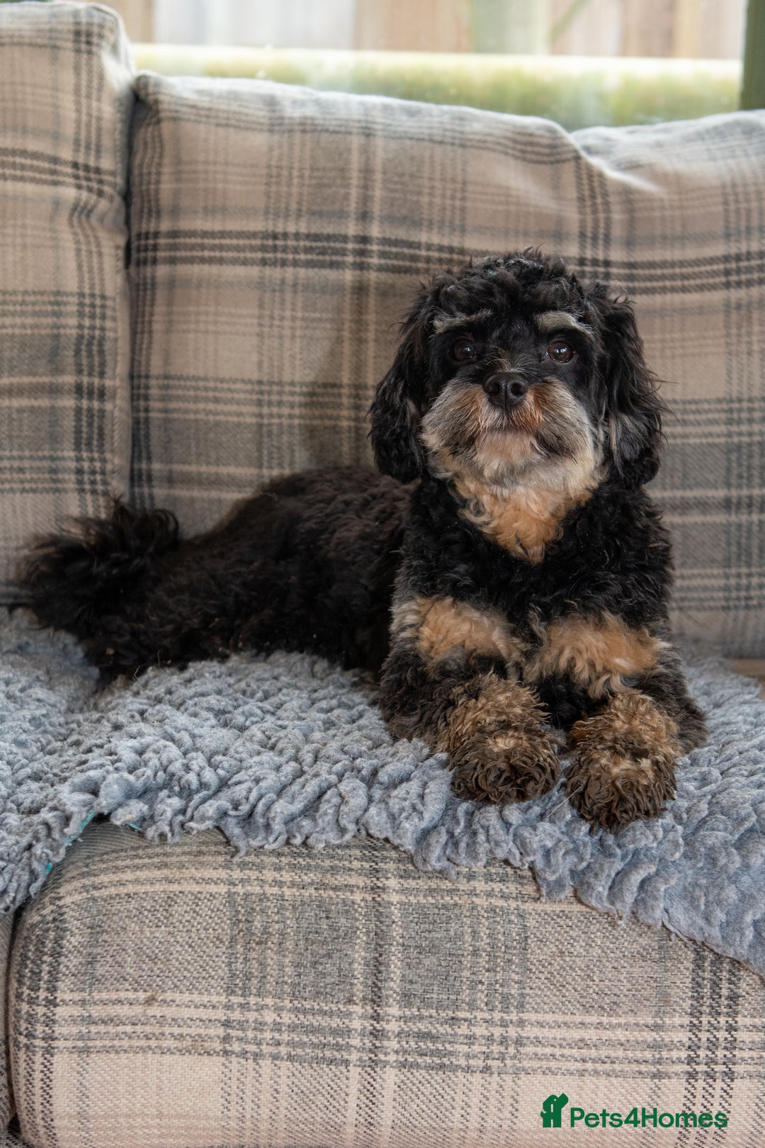 Cavapoo dogs for sale: 1 year old cavapoo  - Advert 3