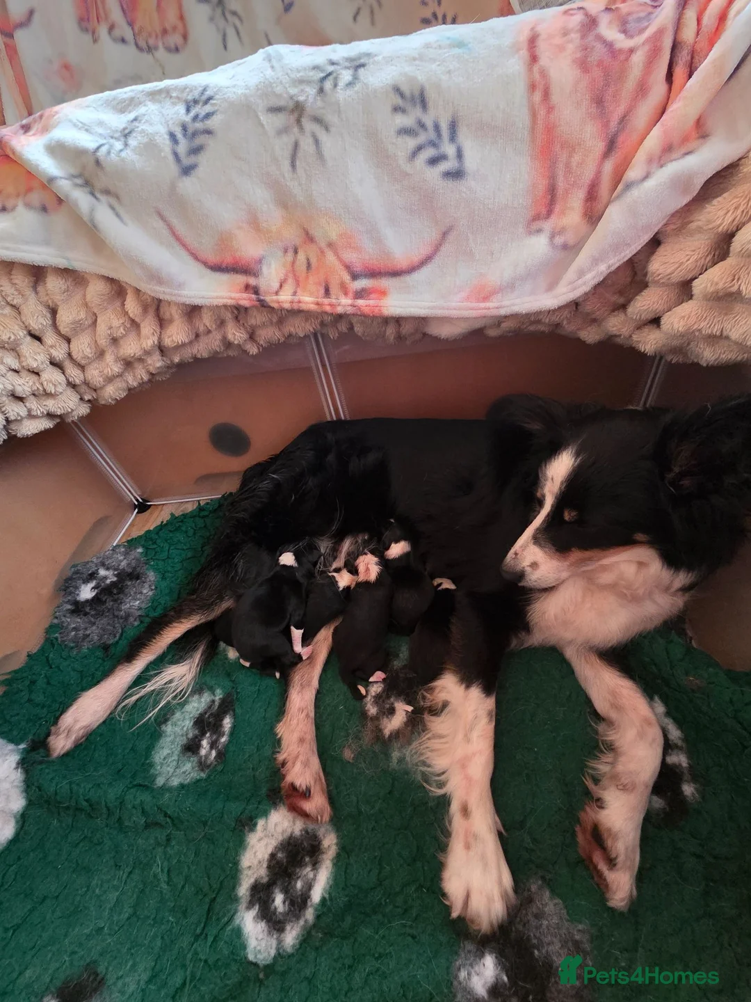 Border Collie dogs for sale: Border collie pup's  - Advert 1